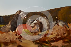Cute ferrets with pumpkin posing in autumn leaves
