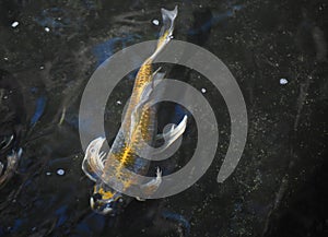 Cute feshwater koi pond with a cute koi fish swimming