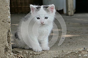 Cute few weeks old bicolor kitten with blue eyes sitting on concrete floor of garden shed