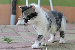 Cute few weeks old male bicolor kitten with mostly black face licks his nose