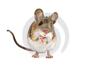 Cute Field Mouse standing on white background