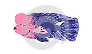 Cute fish, flowerhorn cichlids. Funny exotic tropical sea water animal with hump on head. Beautiful vivid ocean fauna