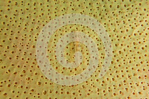 Cute fish on the yellow coral