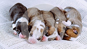 Cute five multicolored blind snoozing welsh corgi puppies dogs sleeping together on white soft blanket in row. Newborns