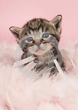 Cute five weeks old tabby baby cat in pink feathers on a pink ba