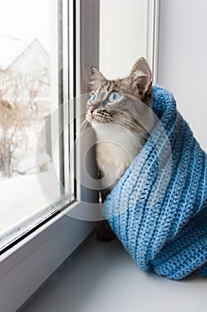 Cute fluffy cat with blue eyes sititng on a window sill