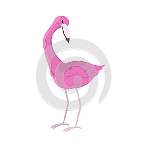 cute flamingo illustration