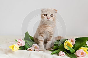 Cute flap-eared cat with tulips bouquet. Holiday concept. Mother`s day, 8 march, happy birthday card