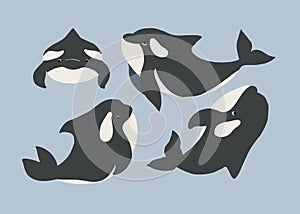 Cute flat killer whale drawing. Adorable little cartoon orca vector illustration. Childish rare animal wild ocean concept with