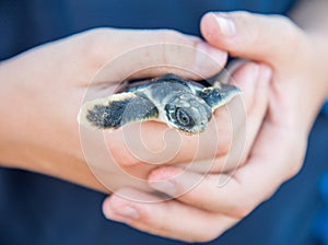 Cute Flatback Sea Turtle Baby