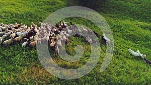 Cute flock of sheep herded in an oval on a green plain shot by drone .