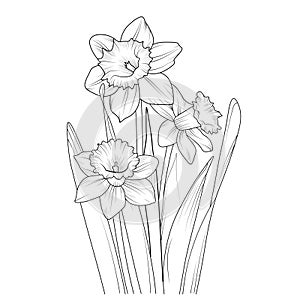 Cute flower coloring pages, daffodil drawings, daffodil plans drawing, Hand drawn line art