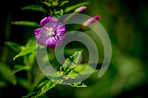 Cute flowers on a mysterious meadow