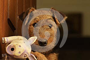 Cute fluffy Airedale Terrier puppy with dirty nose from mud