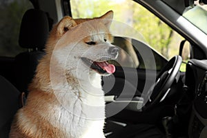 Cute fluffy Akita Inu dog