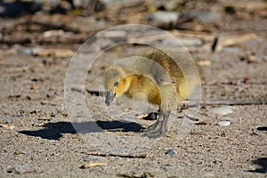 Cute fluffy baby Canada Goose gosling walking along a beach