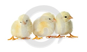 Cute fluffy baby chickens on white background. Farm animals