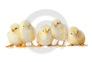 Cute fluffy baby chickens on white background. Farm animals