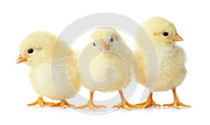 Cute fluffy baby chickens on white background. Farm animals