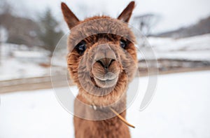 A cute, fluffy, brown Alpaca is staring into the camera.