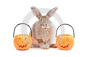 Cute fluffy brown hair rabbit with orange fancy Halloween pumpkin on white background, bunny pet play trick or treat, animal with