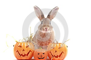Cute fluffy brown hair rabbit with orange fancy Halloween pumpkin on white background, bunny pet play trick or treat, animal with
