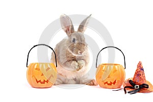 Cute fluffy brown hair rabbit standing up on hind legs with orange fancy Halloween pumpkin on white background, bunny pet play