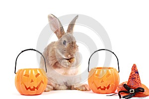 Cute fluffy brown hair rabbit standing up on hind legs with orange fancy Halloween pumpkin on white background, bunny pet play