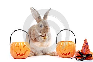 Cute fluffy brown hair rabbit standing up on hind legs with orange fancy Halloween pumpkin on white background, bunny pet play