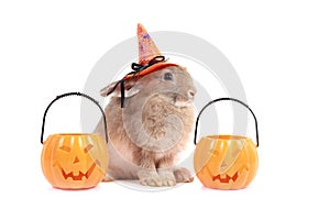 Cute fluffy brown hair rabbit wear witch hat with orange fancy Halloween pumpkin on white background, bunny pet play trick or