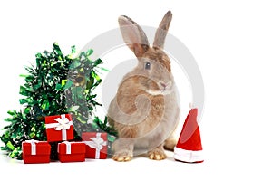 Cute fluffy brown rabbit with decorate Christmas tree, red gift box present and Santa hat on white background. Merry Christmas and