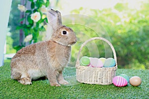 Cute fluffy brown rabbit with long ears with colorful easter eggs basket in spring flower garden, bunny animal on green grass with