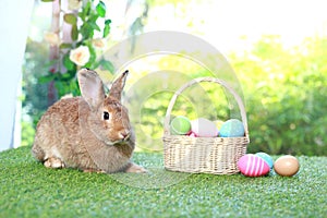 Cute fluffy brown rabbit with long ears with colorful easter eggs basket in spring flower garden, bunny animal on green grass with