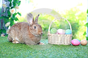 Cute fluffy brown rabbit with long ears with colorful easter eggs basket in spring flower garden, bunny animal on green grass with