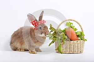 Cute fluffy brown rabbit with long ears wearing red bow and fresh vegetable basket on white background, bunny animal with carrot