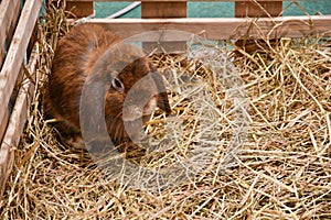 A cute fluffy brown rabbit in a stable with a foundation straw placed