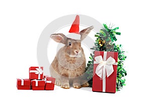 Cute fluffy brown rabbit wears Santa hat with decorate Christmas tree, red gift box present on white background. Merry Christmas