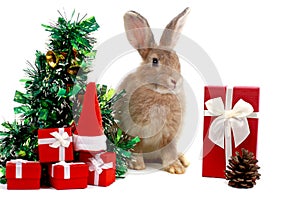 Cute fluffy brown rabbit wears Santa hat with decorate Christmas tree, red gift box present on white background. Merry Christmas