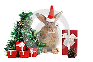 Cute fluffy brown rabbit wears Santa hat with decorate Christmas tree, red gift box present on white background. Merry Christmas