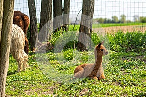 Cute, fluffy brown and white baby alpaca laying on the ground waiting for its mama.