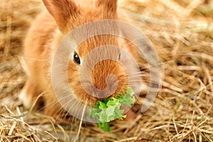 Cute fluffy bunny eating lettuce on straw