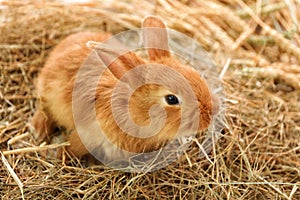 Cute fluffy bunny on straw