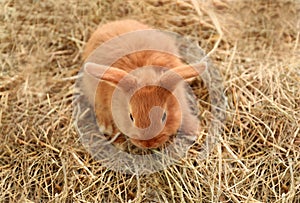 Cute fluffy bunny on straw