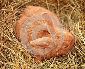 Cute fluffy bunny on straw