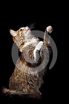 Cute fluffy cat on a black background catches smth