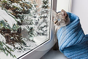 Cute fluffy cat with blue eyes sititng on a window sill