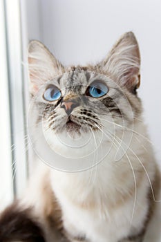 Cute fluffy cat with blue eyes sititng on a window sill