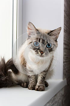 cute fluffy cat with blue eyes sititng on a window sill
