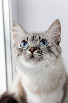 Cute fluffy cat with blue eyes sititng on a window sill