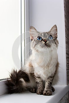 Cute fluffy cat with blue eyes sititng on a window sill